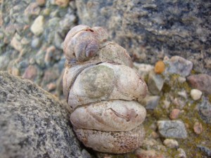 Cape Cod Slipper Shells